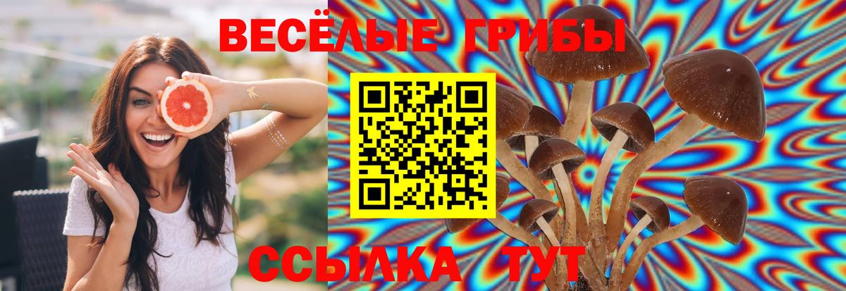 Галлюциногенные грибы Psilocybine cubensis Тейково